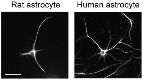 First look at how astrocytes function in humans | Science Codex