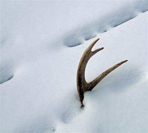 Whitetail Deer Behavior in Southern Weather