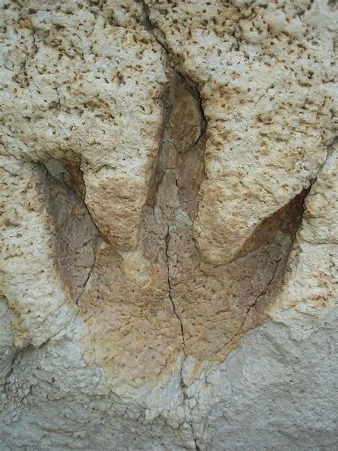 150 Million Year Old Dinosaur Footprint In Texas Dinosaur Footprint Fossils Glen Rose