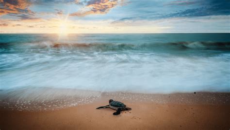 Comienza Liberación de Tortugas Marinas en Puerto Vallarta