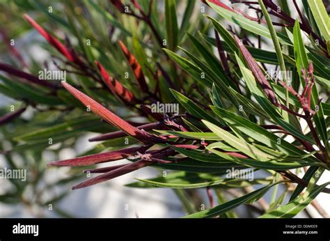 Nerium Oleander Oleander Tree Immagini E Fotografie Stock Ad Alta