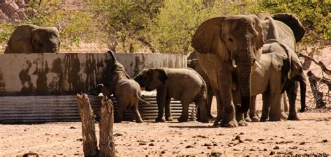 Volunteer with elephants