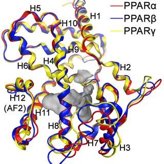 The Ligand Binding Domains Of Ppar A Ppar B And Ppar C Receptors The