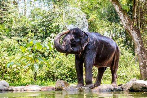 Asian Elephants Eating