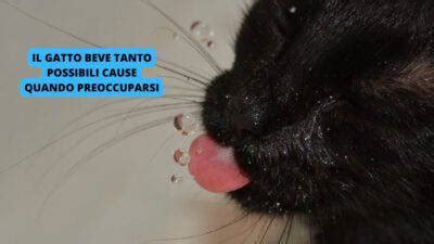 Il Gatto Beve Tanto Possibili Cause E Quando Preoccuparsi