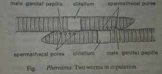 Zoology for higher secondary level: Earthworm: Reproduction