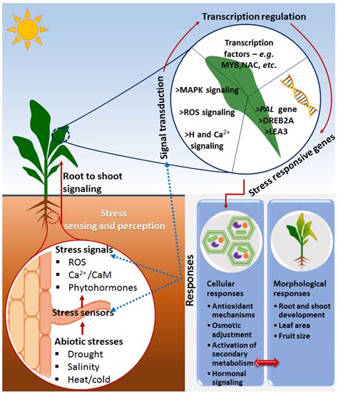 Metabolites Free Full Text Biostimulants For Plant Growth And