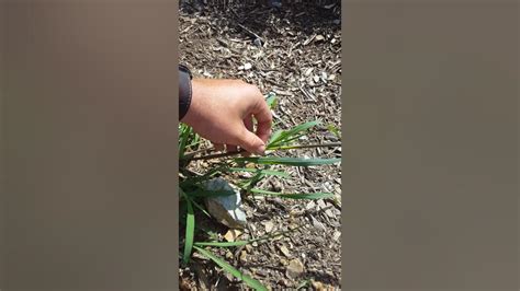 Identification And Control Of Barnyard Grass Youtube