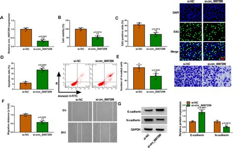 Downregulation Of Circ 0007299 Suppresses The Proliferation