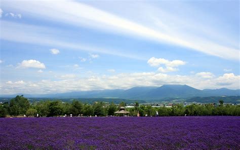 Hokkaido Countryside Scenery 3 1280x800 Wallpaper Download