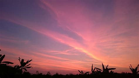 Sunset Behind Trees In Pink And Purple Sky