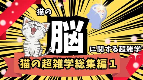 【猫と人間は脳の構造が9割同じ？】猫の脳に関する超雑学！！ Youtube