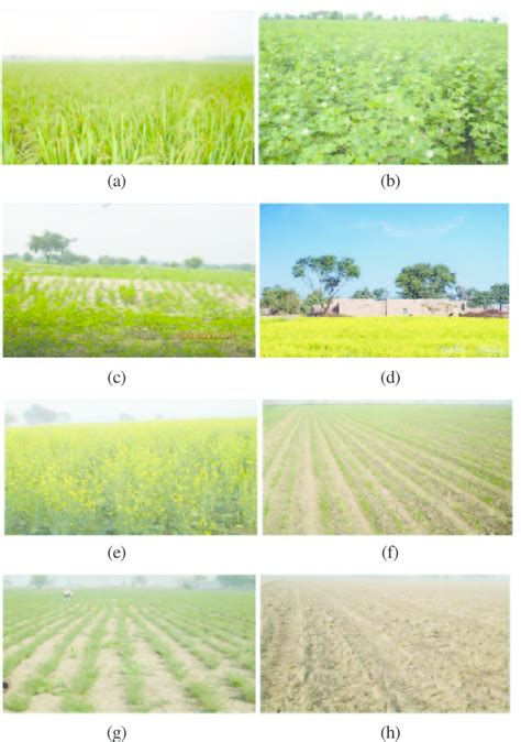 A H Field Photographs Of Various Crops Of Kharif And Rabi Season