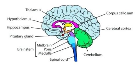 Drawing Of The Brain With Labels at PaintingValley.com | Explore ...