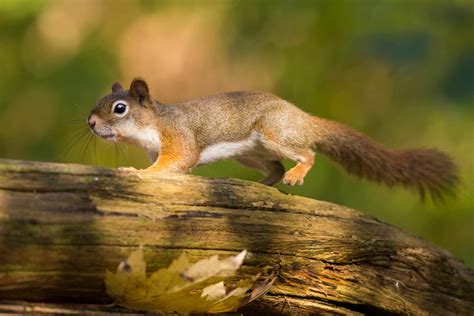 7 Predators That Hunt And Eat Cardinals A Z Animals