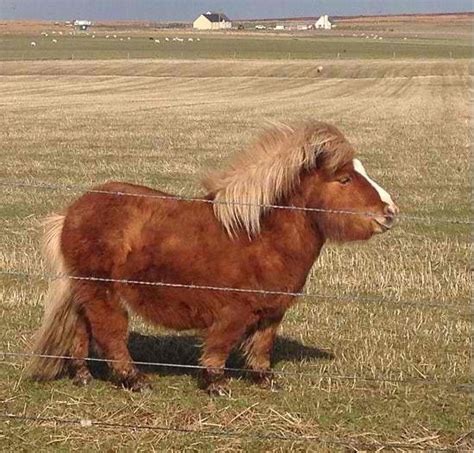 11 best images about MiniaturE PonieS... on Pinterest | Thoughts, Ponies and Shetland ponies