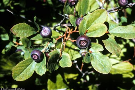 Wild Blueberry Plant Identification