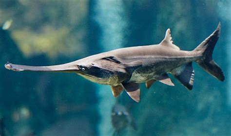 Chinese Paddlefish Facts, Lifestyle, Ecology & Extinction