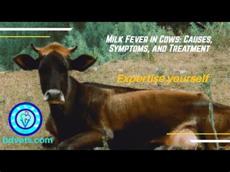 Milk Fever In Cows Causes Symptoms And Treatment YouTube