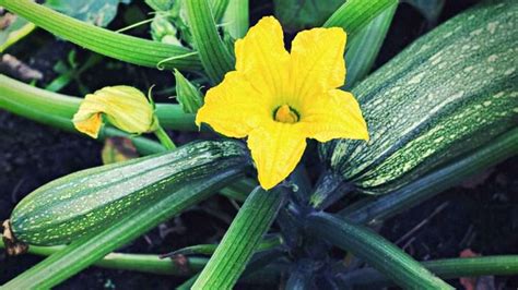 Exploring Growth Stages Of Zucchini Plants Just Pure Gardening