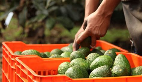 Jalisco Expande Se Apertura Comercial Exportará Aguacate A Eu