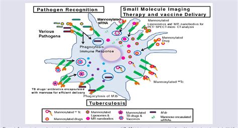 Figure 1 from Exploitation of the Macrophage Mannose Receptor (CD206 ...