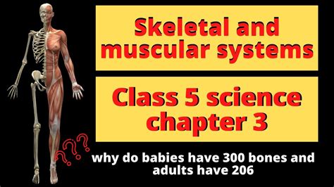 Muscular System For Grade 5