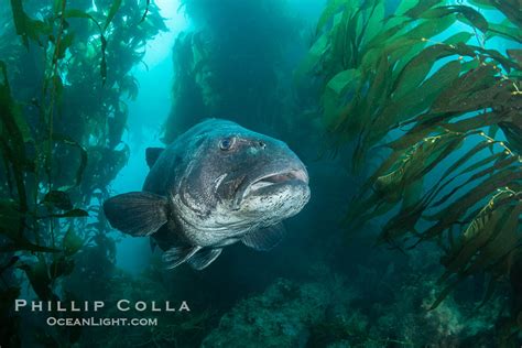 Giant Black Sea Bass In The Kelp Forest At Catalina Island Stereolepis Gigas California