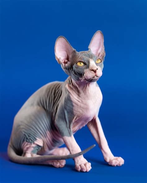 Blue Sphynx Cat