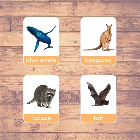 Mammal Animals Flashcards Montessori Educational Learning