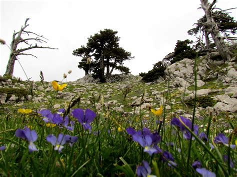 Piante Fiori E Erbe Officinali Del Parco Del Pollino Parco Nazionale