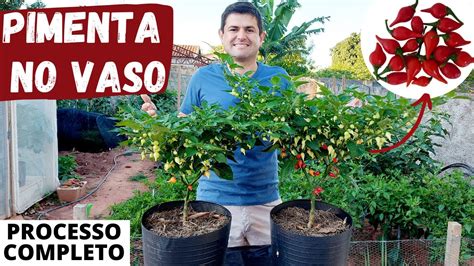 Como PLANTAR e CUIDAR da PIMENTA EM VASO Vídeo COMPLETO do plantio à