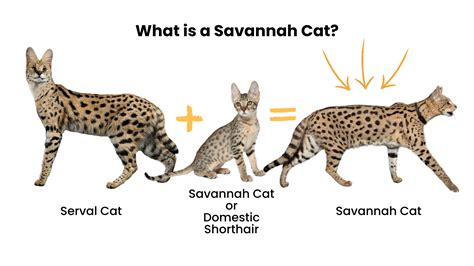 Savannah Cat | Size,Diet,Personality,Price