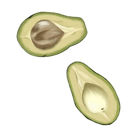 Premium Vector | Avocado fashion illustration. realistic avocado art ...