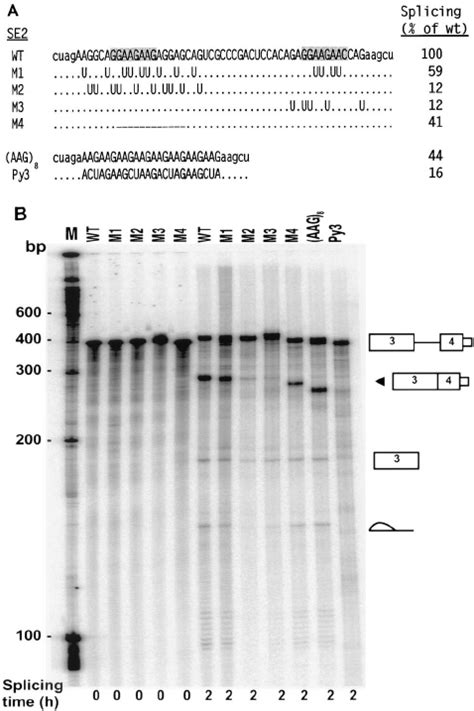 Mutational Analysis Of Se2 Mutation A Or G To U Of Bpv 1 Se2 Reduces