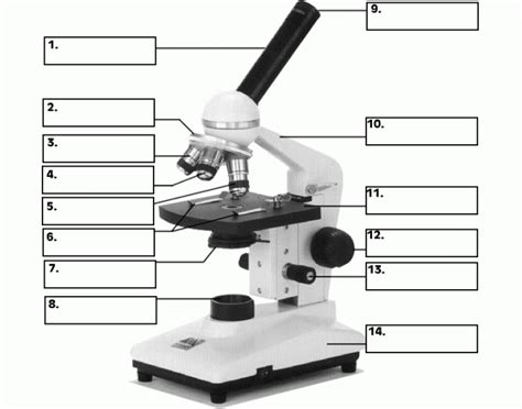 Compound Light Microscope Parts And Functions Quizlet | Shelly Lighting