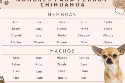 Los Mejores Apodos De Chihuahua Para Tu Perro Descubre Las