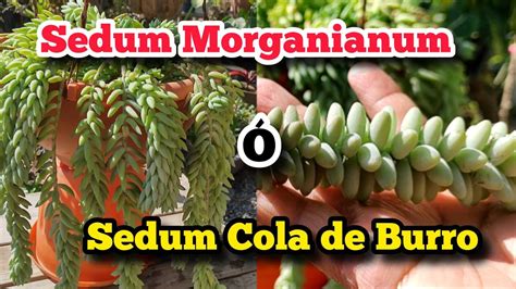 SEDUM MORGANIANUM Cola De Burro CUIDADOS Y CONSEJOS Plantas