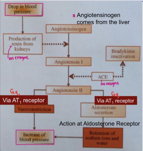 Renal Pathophysiology Flashcards Quizlet