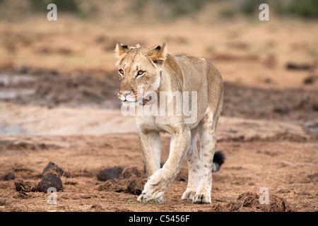 Lioness Panthera Leo With A Radio Collar Sitting On A Fallen Tree At