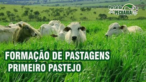 Formação de pastagens Primeiro pastejo YouTube