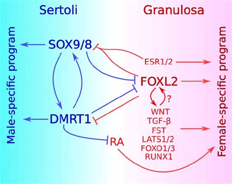 Current Model For The Maintenance Of Sex Specific Supporting Cell Fates Download Scientific