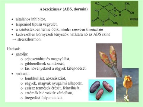Auxinok Auxinok Az Apik Lis Dominancia Hajt Scs Cs H Naljr Gy Az