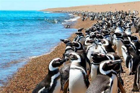 Abrió La Reserva Natural De Pingüinos De Punta Tombo Y Los Turistas Ya