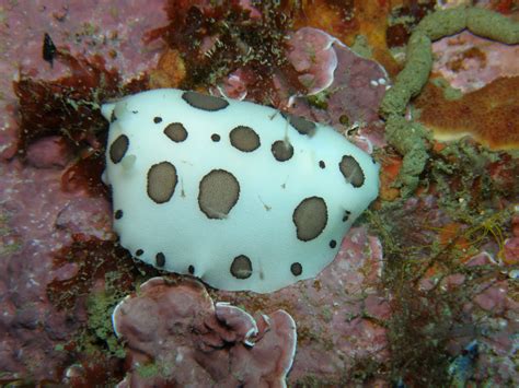 Peltodoris Atromaculata Museu Virtual Biodiversidade