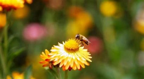 Beekeeping in India || BeeKeeping