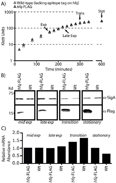 Expression Of Hfq In B Subtilis Growth Of Wild Type B Subtilis 168