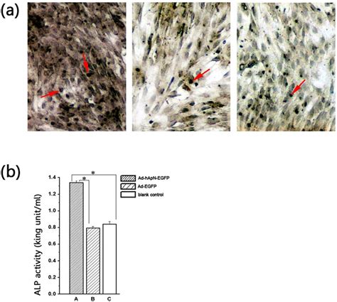 ALP Staining Activity Assays A ALP Staining Was Visualized Under