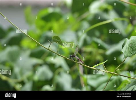 Tropical Dragonflies Tiwi Islands Australia Hi Res Stock Photography