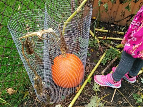 Biggest Pumpkin I've Ever Grown